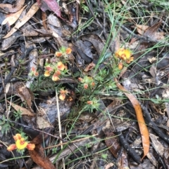 Pultenaea subspicata at Rossi, NSW - 5 Dec 2021