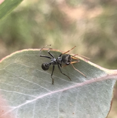 Myrmecia sp., pilosula-group (Jack jumper) at Rossi, NSW - 5 Dec 2021 by Tapirlord