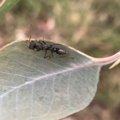 Myrmecia sp., pilosula-group at Rossi, NSW - 5 Dec 2021