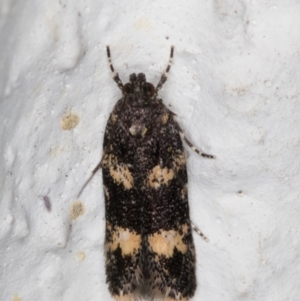 Ardozyga acroleuca at Melba, ACT - 13 Oct 2021 07:42 PM