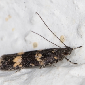 Ardozyga acroleuca at Melba, ACT - 13 Oct 2021 07:42 PM