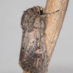 Agrotis (genus) at Melba, ACT - 13 Oct 2021 by kasiaaus