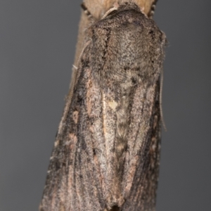 Agrotis (genus) at Melba, ACT - 13 Oct 2021