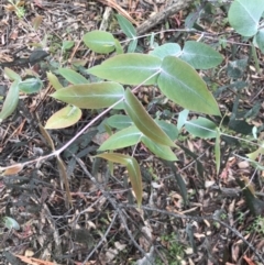 Eucalyptus dives (Broad-leaved Peppermint) at Rossi, NSW - 5 Dec 2021 by Tapirlord