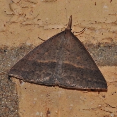 Epidesmia hypenaria (Long-nosed Epidesmia) at Wanniassa, ACT - 13 Dec 2021 by JohnBundock