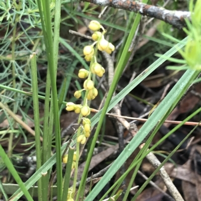 Lomandra filiformis subsp. filiformis (Wattle Matrush) at Rossi, NSW - 5 Dec 2021 by Tapirlord