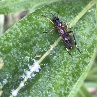 Exaireta spinigera (Garden Soldier Fly) at Rossi, NSW - 5 Dec 2021 by Tapirlord