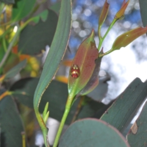 Paropsisterna gloriosa at Uriarra, NSW - 13 Dec 2021 01:49 PM