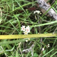 Choretrum pauciflorum (Dwarf Sour Bush) at Rossi, NSW - 5 Dec 2021 by Tapirlord