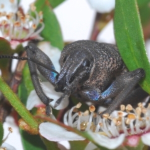 Psapharus mistothes at Cotter River, ACT - 13 Dec 2021 10:34 AM