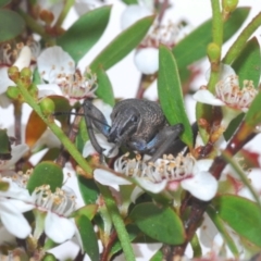 Psapharus mistothes at Cotter River, ACT - 13 Dec 2021 10:34 AM