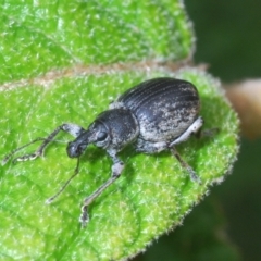 Perperus sp. (Unidentified Perperus weevil) at Cotter River, ACT - 13 Dec 2021 by Harrisi