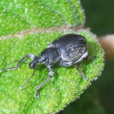 Perperus sp. (Unidentified Perperus weevil) at Cotter River, ACT - 13 Dec 2021 by Harrisi