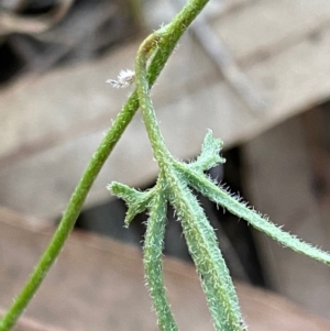 Convolvulus angustissimus subsp. angustissimus at Deakin, ACT - 13 Dec 2021