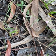 Convolvulus angustissimus subsp. angustissimus at Deakin, ACT - 13 Dec 2021 08:02 PM