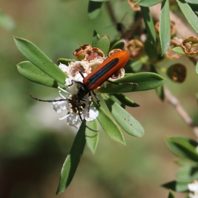 Stenoderus suturalis (Stinking Longhorn) at Wodonga, VIC - 12 Dec 2021 by KylieWaldon