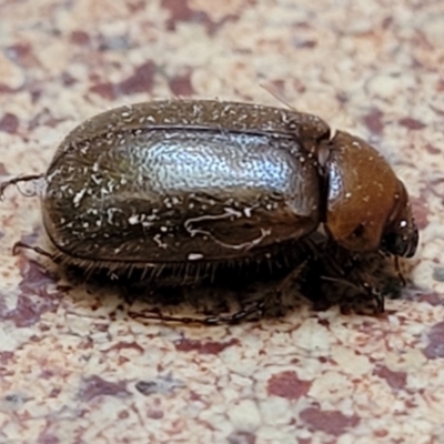 Antitrogus morbillosus (Tableland pasture scarab) at Lyneham, ACT - 13 Dec 2021 by tpreston