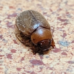 Antitrogus morbillosus at Lyneham, ACT - 14 Dec 2021