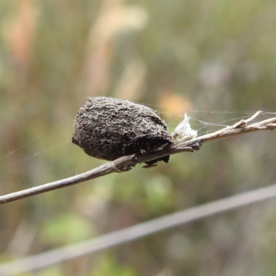 Cryptocephalinae (sub-family) (A case-bearing leaf beetle) at Stromlo, ACT - 13 Dec 2021 by HelenCross