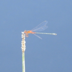 Xanthagrion erythroneurum at Stromlo, ACT - 13 Dec 2021