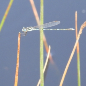 Austrolestes leda at Stromlo, ACT - suppressed