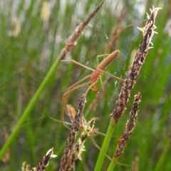 Tetragnatha sp. (genus) (Long-jawed spider) at Stromlo, ACT - 13 Dec 2021 by HelenCross