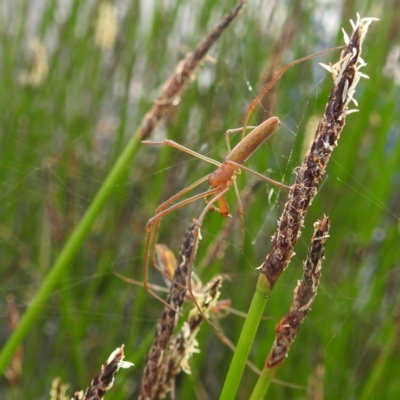 Tetragnatha sp. (genus) (Long-jawed spider) at Stromlo, ACT - 13 Dec 2021 by HelenCross