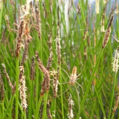 Tetragnatha sp. (genus) at Stromlo, ACT - suppressed