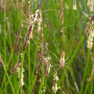 Tetragnatha sp. (genus) at Stromlo, ACT - suppressed