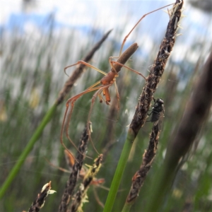 Tetragnatha sp. (genus) at Stromlo, ACT - suppressed