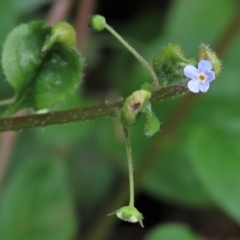 Hackelia latifolia (Forest Hound's Tongue) at Majors Creek, NSW - 11 Dec 2021 by AndyRoo