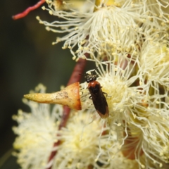 Pergidae sp. (family) (Unidentified Sawfly) at Kambah, ACT - 14 Dec 2021 by HelenCross