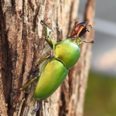 Lamprima aurata (Golden stag beetle) at Kambah, ACT - 13 Dec 2021 by HelenCross