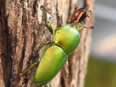 Lamprima aurata (Golden stag beetle) at Kambah, ACT - 14 Dec 2021 by HelenCross