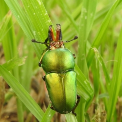 Lamprima aurata at suppressed - 14 Dec 2021