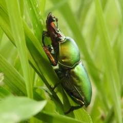 Lamprima aurata at suppressed - 14 Dec 2021