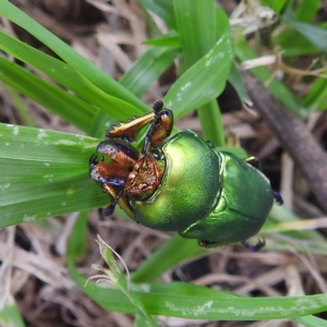 Lamprima aurata at suppressed - 14 Dec 2021