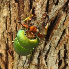 Lamprima aurata at Kambah, ACT - 14 Dec 2021