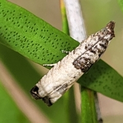 Spilonota constrictana (A Tortricid moth) at Lyneham, ACT - 14 Dec 2021 by trevorpreston