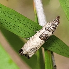 Spilonota constrictana at Lyneham, ACT - 14 Dec 2021