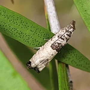 Spilonota constrictana at Lyneham, ACT - 14 Dec 2021