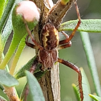 Araneus hamiltoni (Hamilton's Orb Weaver) at Lyneham, ACT - 14 Dec 2021 by trevorpreston
