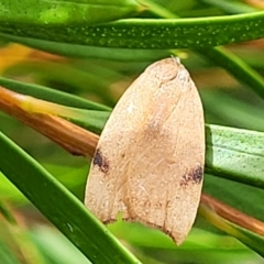 Tortricopsis uncinella (Wingia group) at Lyneham, ACT - 14 Dec 2021 by trevorpreston