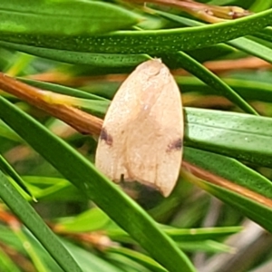 Tortricopsis uncinella at Lyneham, ACT - 14 Dec 2021