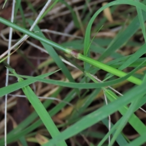 Dichelachne inaequiglumis at Majors Creek, NSW - 11 Dec 2021