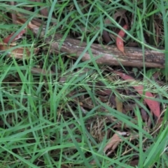 Dichelachne inaequiglumis at Majors Creek, NSW - 11 Dec 2021