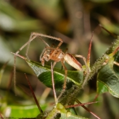 Tetragnatha sp. (genus) (Long-jawed spider) at Acton, ACT - 14 Dec 2021 by Roger