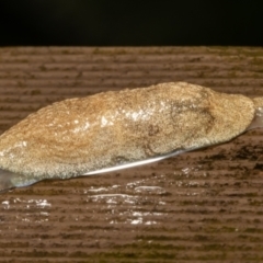 Cystopelta sp. (genus) (Unidentified Cystopelta Slug) at ANBG - 13 Dec 2021 by Roger