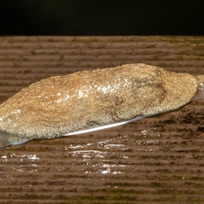 Cystopelta sp. (genus) (Unidentified Cystopelta Slug) at Acton, ACT - 13 Dec 2021 by Roger