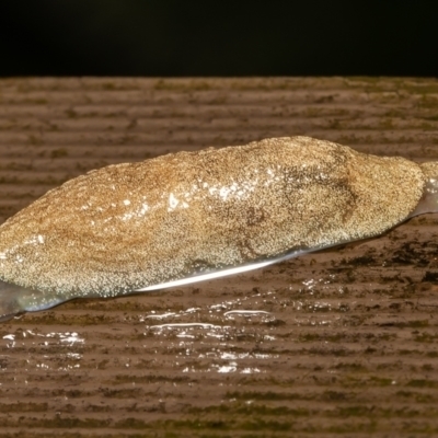 Cystopelta sp. (genus) (Unidentified Cystopelta Slug) at ANBG - 13 Dec 2021 by Roger